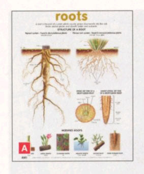 Chart Roots Structure 52x76cm