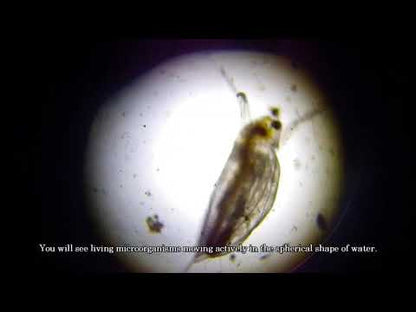 Hydrophobic Slides – 4 × 10 mm Holes (Pack of 5)