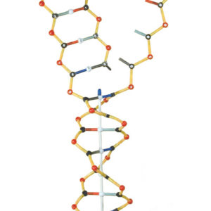 DNA Model, Basic