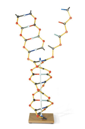 DNA Model, Basic