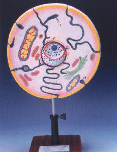 Typical Animal Cell Model