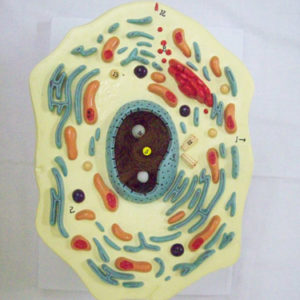 Typical Animal Cell Model PVC