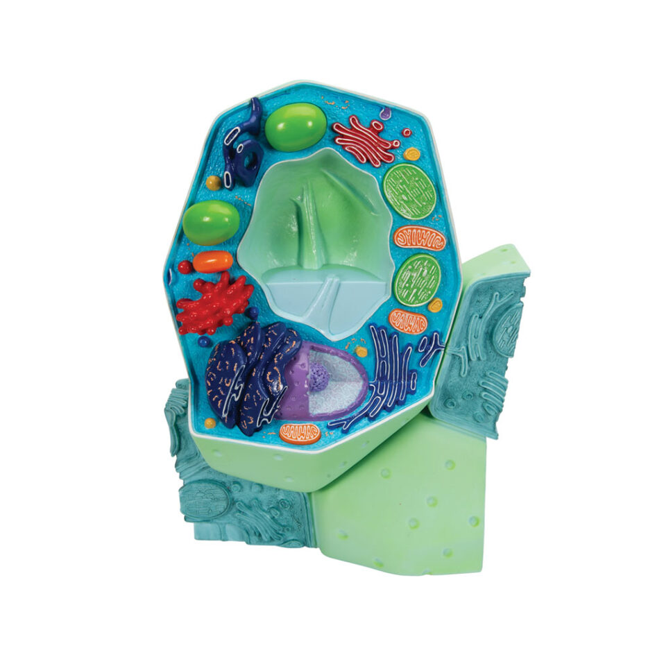 Typical Plant Cell Model | Delta Educational